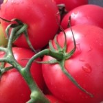 Tomatoes on the vine