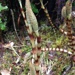 Lovely weird plants