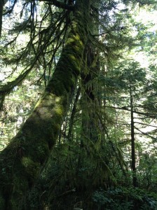 Mossy Giants