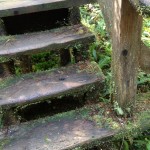 Stairs in the Forest