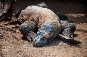 Sleeping Komodo Dragon